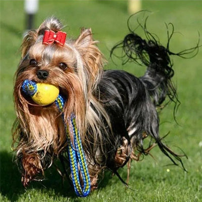 Indestructible Puppy Chew Ball